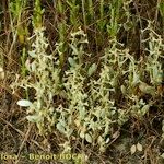 Atriplex pedunculata 整株植物