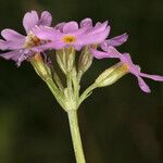 Primula laurentiana Fleur