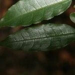 Eschweilera chartaceifolia Liść