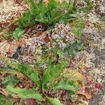 Limonium brassicifolium Хабит