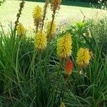 Kniphofia uvaria Flower