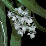 Aerides odorata Çiçek