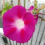 Ipomoea purpureaFolla