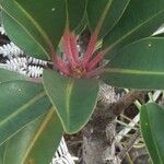Neoguillauminia cleopatra Fruchs