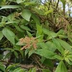 Gesnouinia arborea Flower