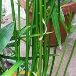 Cyperus alternifolius Rhisgl