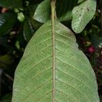 Davilla nitida Yaprak