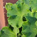 Pelargonium zonale Foglia