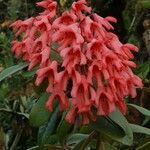 Rhododendron crassifolium Blüte