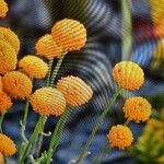 Leucanthemum virgatum 花