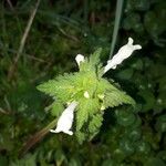 Lamium bifidum Leaf