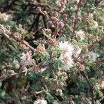Mimosa aculeaticarpa Flor