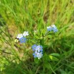 Myosotis scorpioidesFlower