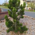 Pinus heldreichii عادت