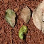 Celtis mildbraedii Blatt