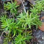 Sedum reflexum Φύλλο