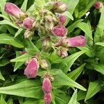 Penstemon hartwegii Flower