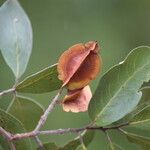 Combretum collinum Fruit