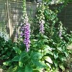 Digitalis purpurea花