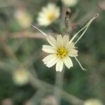 Lactuca saligna Blüte