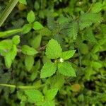 Croton hirtus Floare