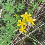 Hypericum perfoliatum Flower