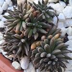 Sinocrassula yunnanensisLeaf