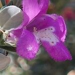 Leucophyllum frutescens Kwiat