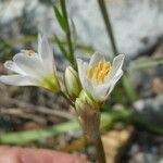 Nothoscordum bivalve Kukka