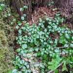 Linnaea borealisLeaf