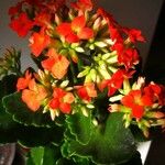 Kalanchoe blossfeldianaFleur