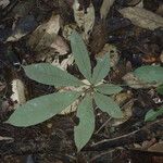 Eriotheca longitubulosa Hoja