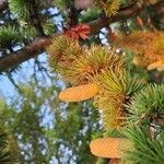 Cedrus libani Fruit