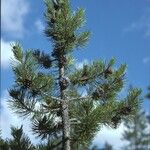 Pinus contorta Alkat (teljes növény)