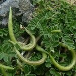 Astragalus hamosus その他の提案