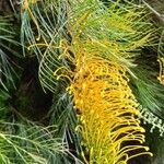 Grevillea pteridifolia Flower