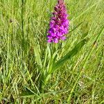 Dactylorhiza majalis Libunga