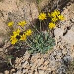 Jacobaea auricula Hábito