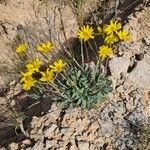 Jacobaea auricula Habit