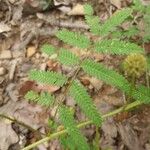 Mimosa quadrivalvis Leaf