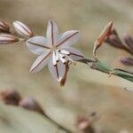 Asphodelus fistulosus 花