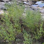 Atriplex littoralis Fiore