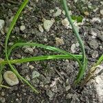 Allium caeruleum Blad