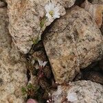 Cerastium cerastoidesFlower