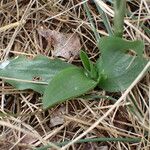 Spiranthes spiralis Blatt