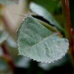 Rosa cinnamomea Leaf