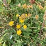 Bupleurum alpigenum 花