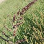 Echinochloa crus-galli 花