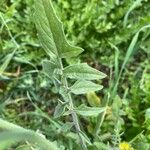 Sisymbrium orientale Leaf