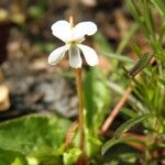 Viola lanceolata Hábitos